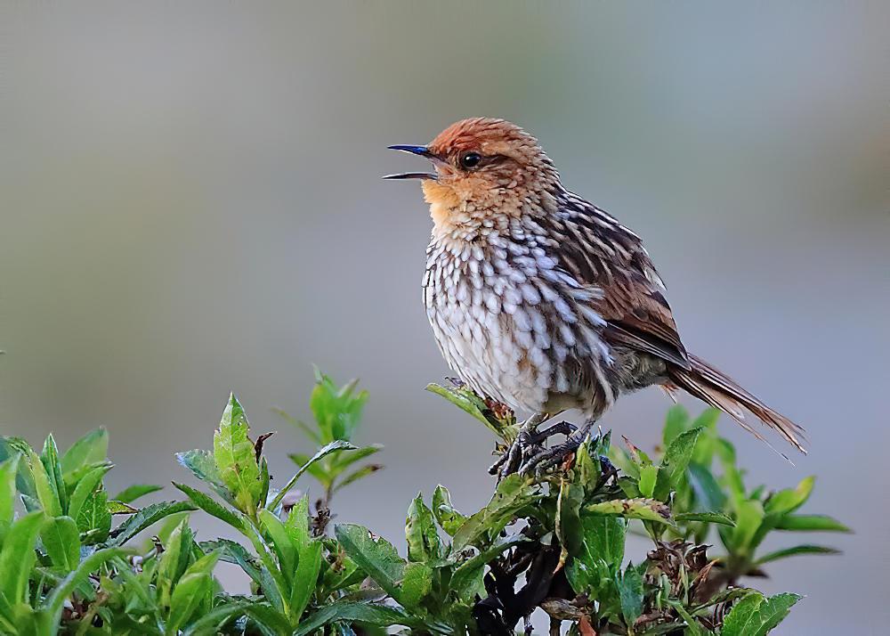 斑纹卡纳灶鸟 / Many-striped Canastero / Asthenes flammulata