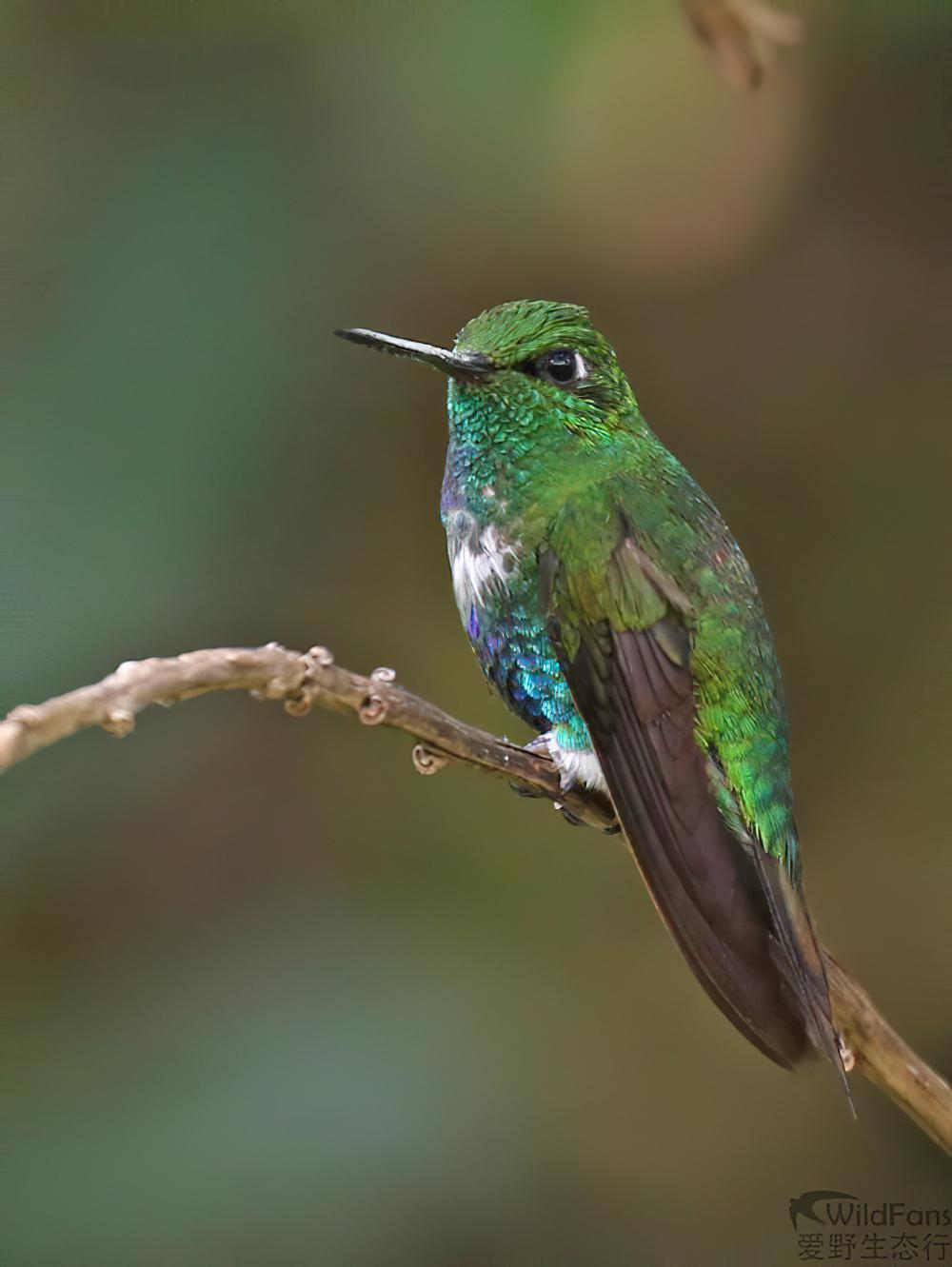 翠腹毛腿蜂鸟 / Emerald-bellied Puffleg / Eriocnemis aline