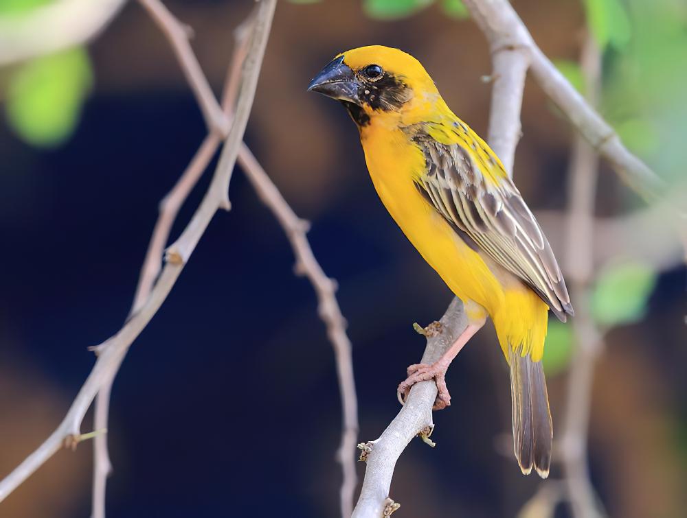 亚洲金织雀 / Asian Golden Weaver / Ploceus hypoxanthus