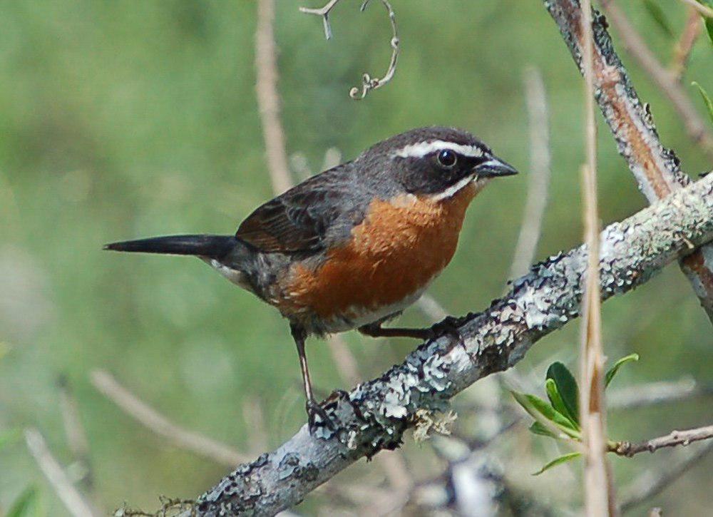 棕黑歌鹀 / Black-and-rufous Warbling Finch / Poospiza nigrorufa