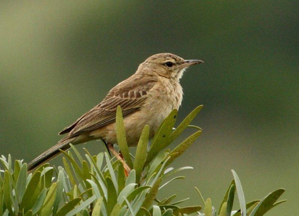 沙黄鹨 / Buffy Pipit / Anthus vaalensis