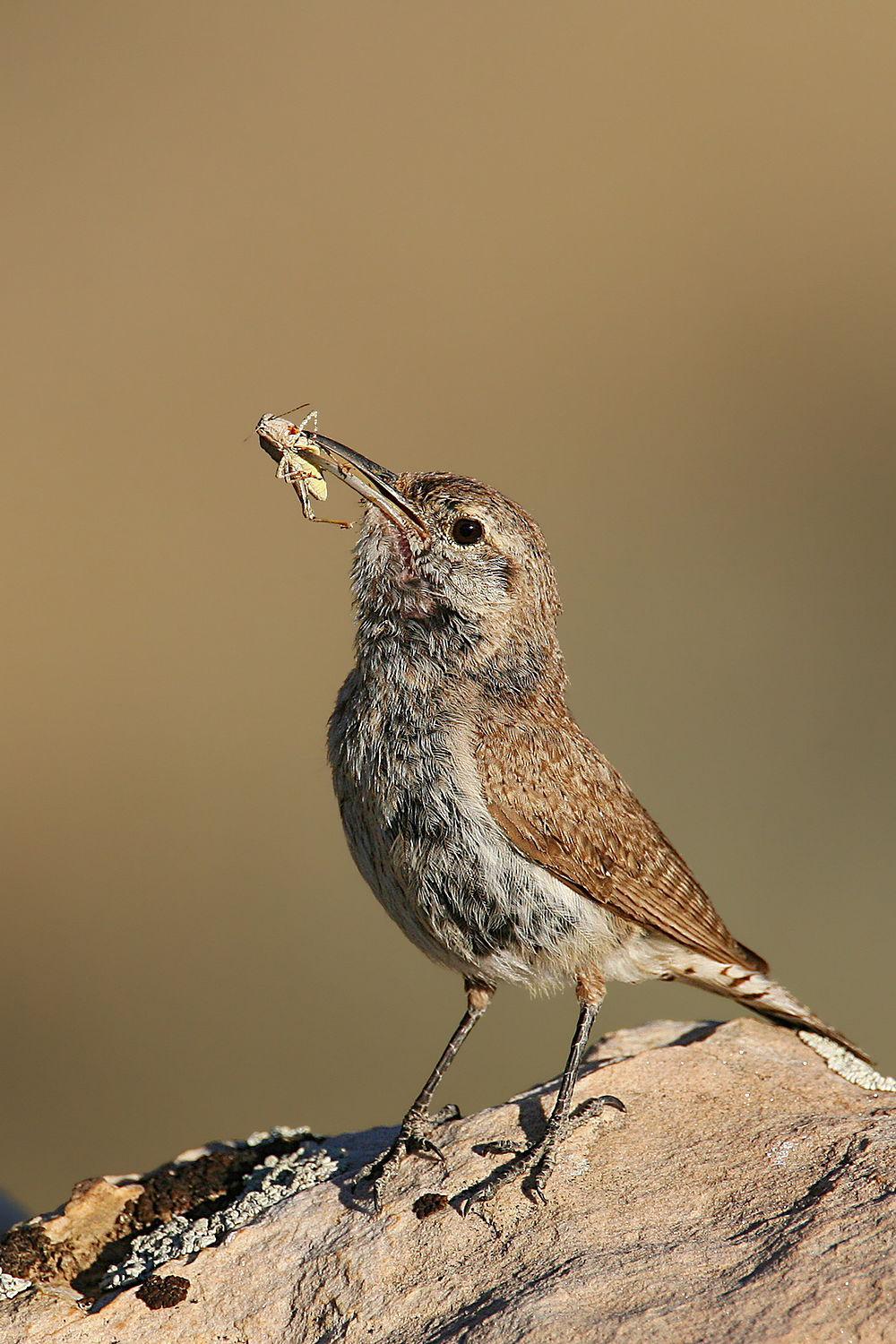 岩鹪鹩 / Rock Wren / Salpinctes obsoletus