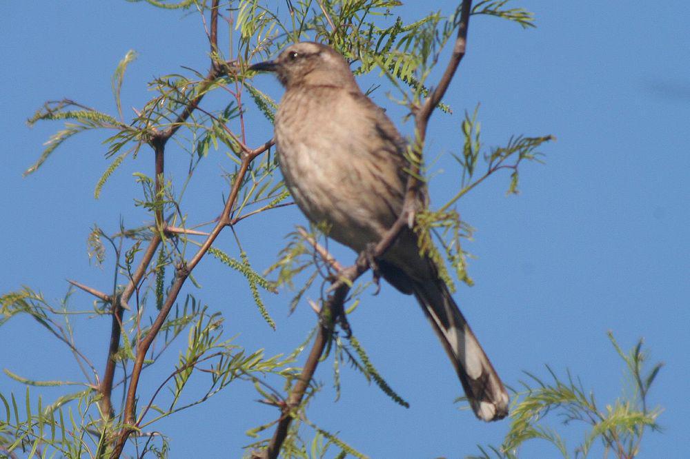 智利小嘲鸫 / Chilean Mockingbird / Mimus thenca