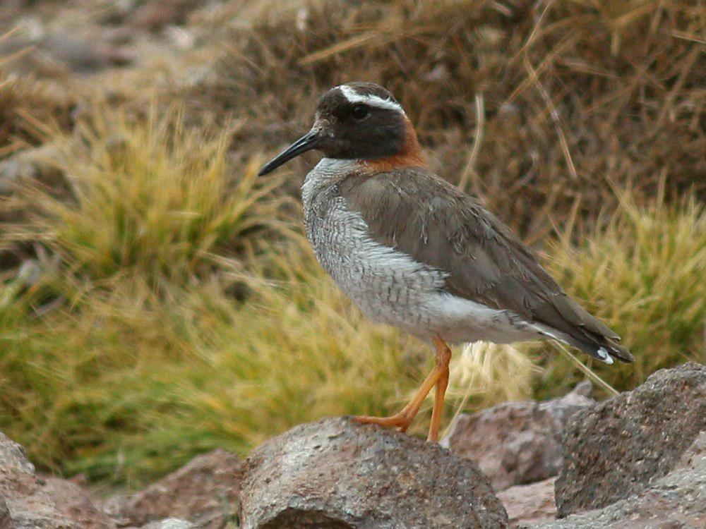 黑顶鸻 / Diademed Sandpiper-Plover / Phegornis mitchellii