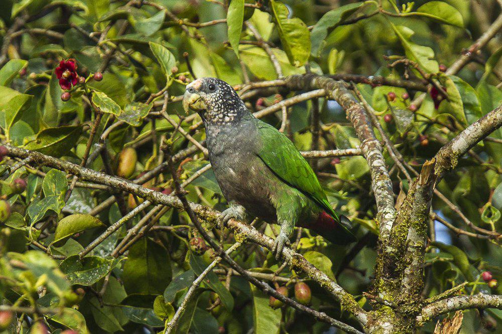 白顶鹦哥 / White-capped Parrot / Pionus seniloides