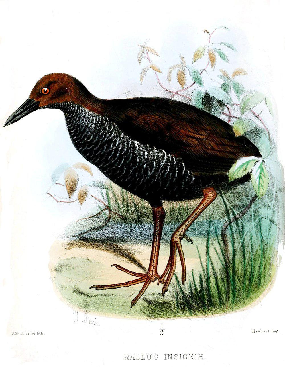 新不列颠秧鸡 / Pink-legged Rail / Hypotaenidia insignis