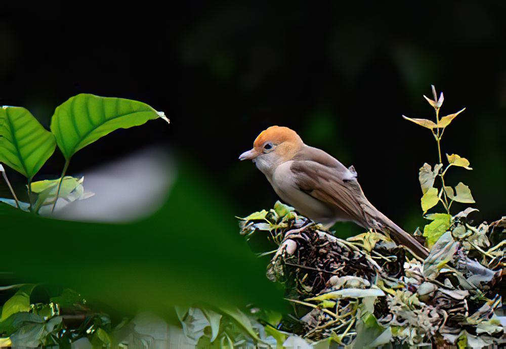 领鵙鹛 / Collared Babbler / Gampsorhynchus torquatus