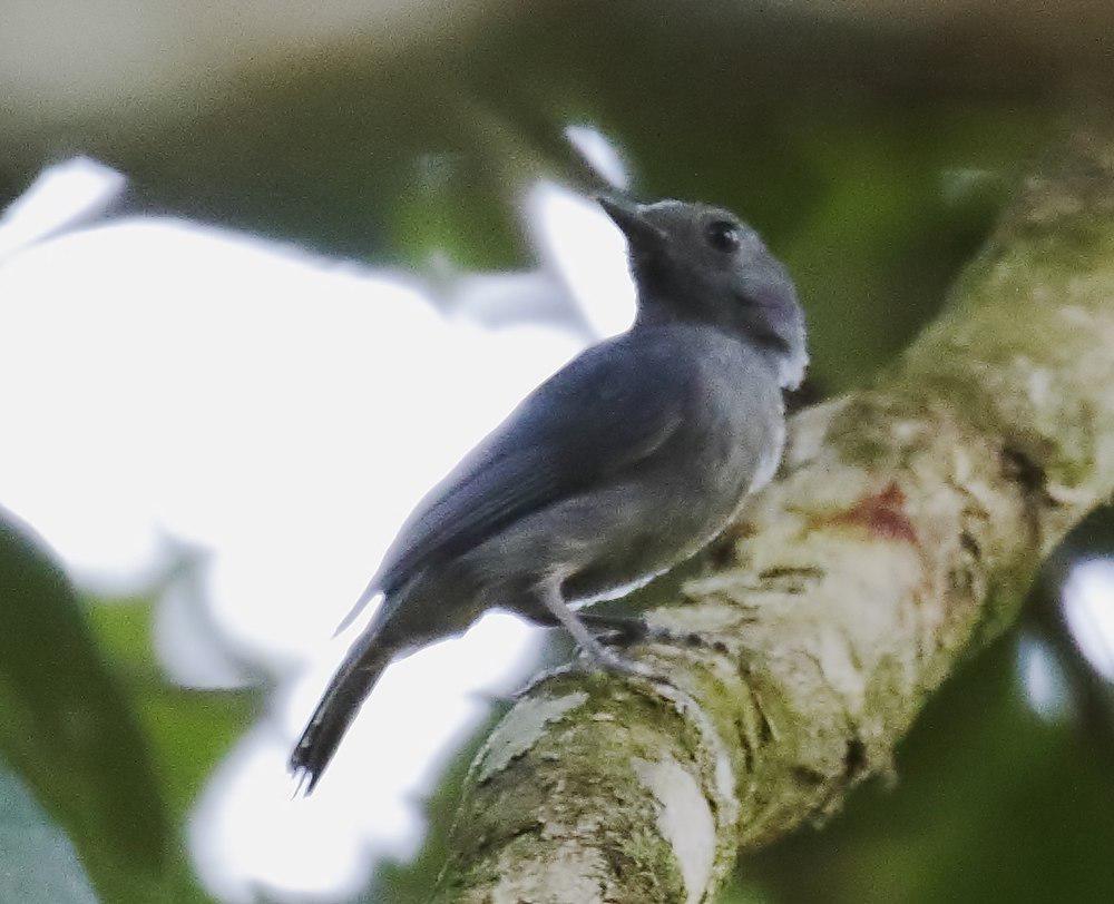 灰喉蚁鵙 / Dusky-throated Antshrike / Thamnomanes ardesiacus