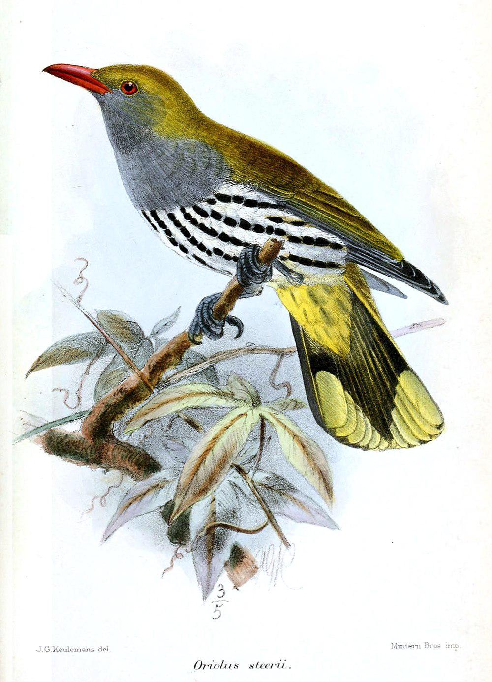 菲律宾黄鹂 / Philippine Oriole / Oriolus steerii