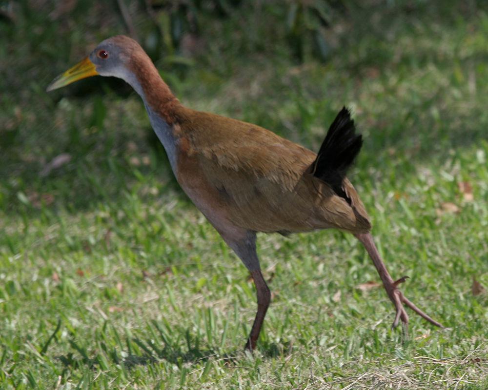 大林秧鸡 / Giant Wood Rail / Aramides ypecaha