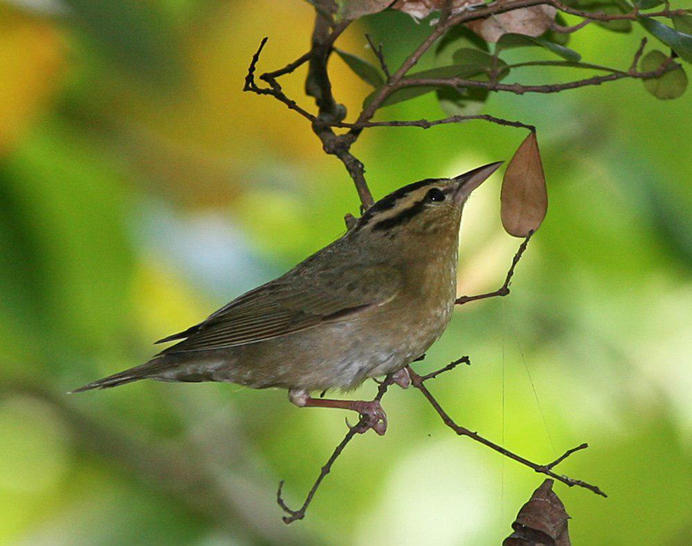 食虫莺 / Worm-eating Warbler / Helmitheros vermivorum