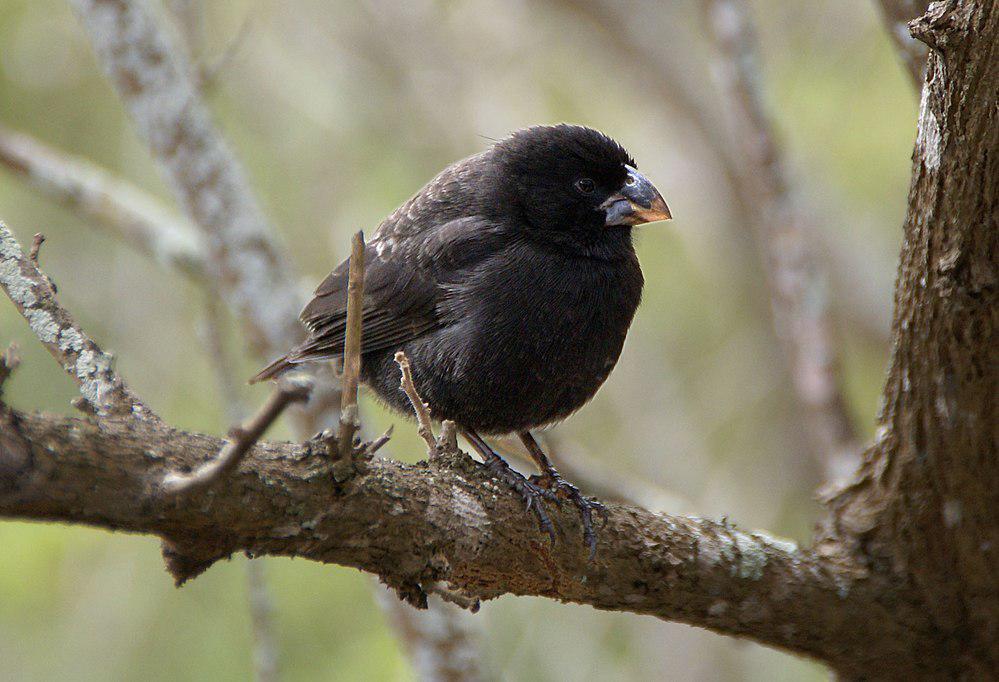 中地雀 / Medium Ground Finch / Geospiza fortis