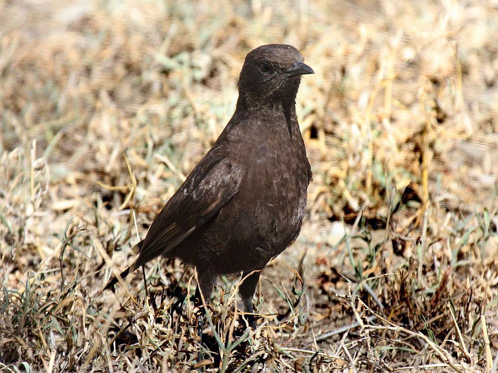 蚁䳭 / Anteater Chat / Myrmecocichla aethiops