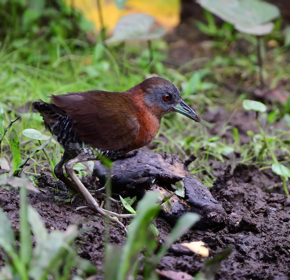 白喉田鸡 / White-throated Crake / Laterallus albigularis