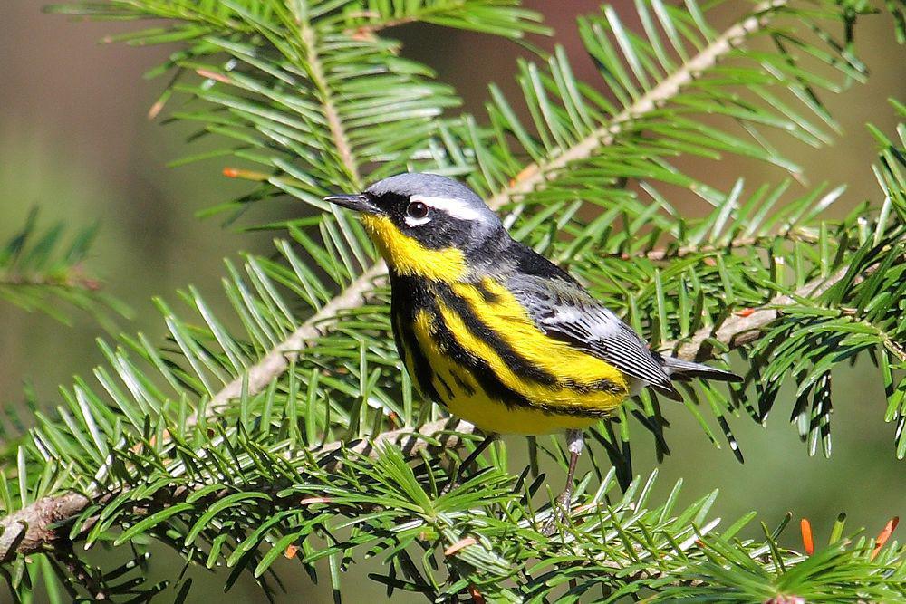 纹胸林莺 / Magnolia Warbler / Setophaga magnolia