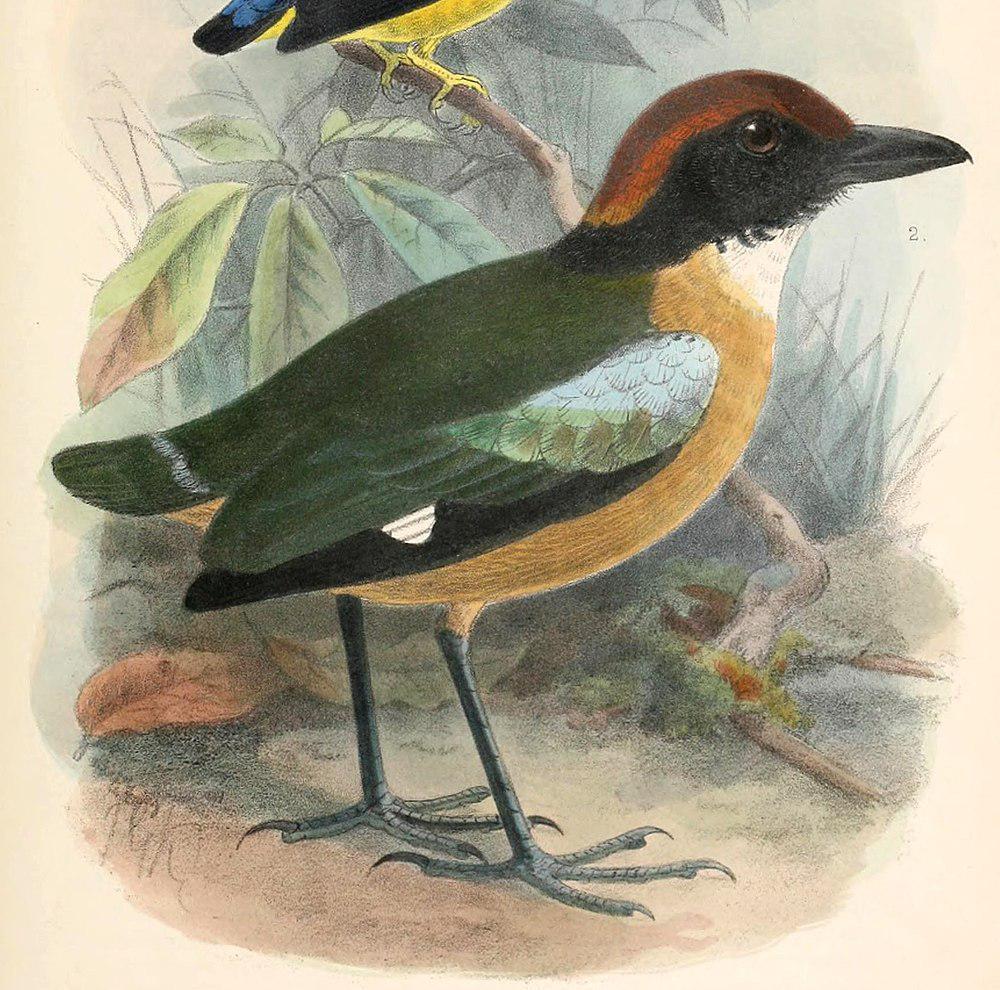 黑脸八色鸫 / Black-faced Pitta / Pitta anerythra