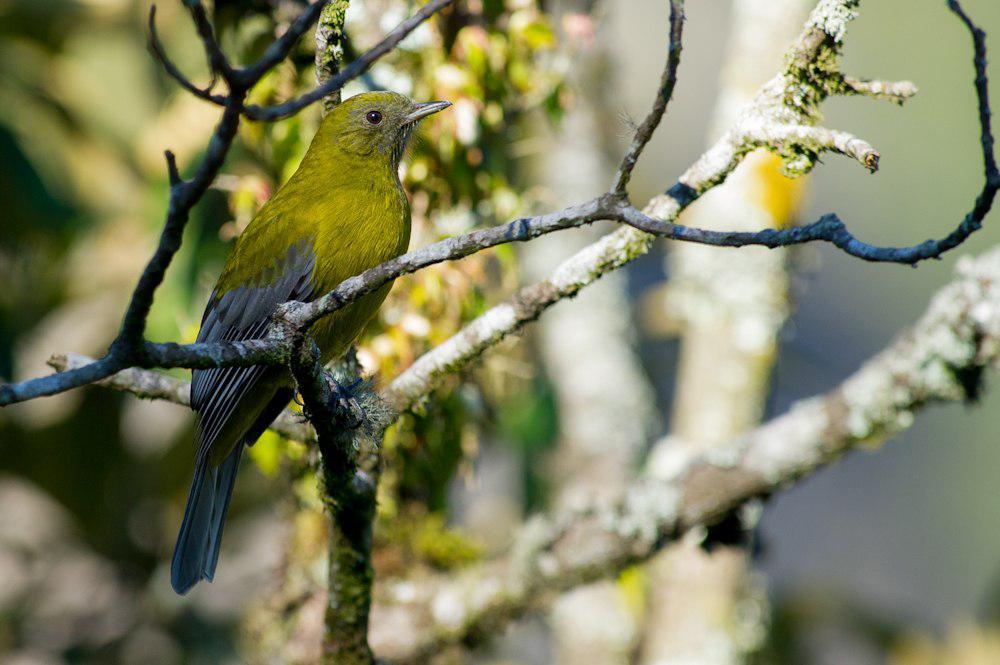 灰翅伞鸟 / Grey-winged Cotinga / Tijuca condita