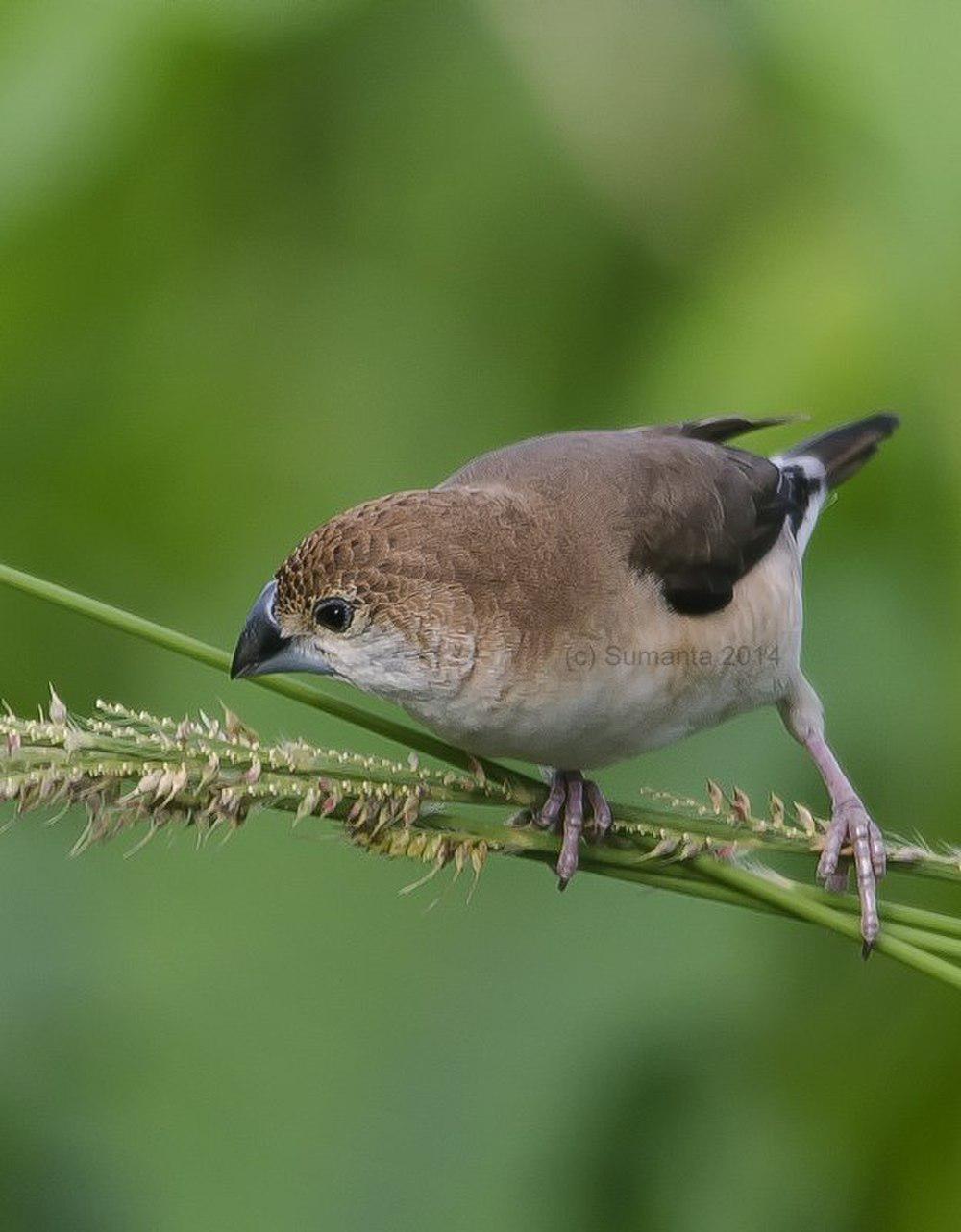 白喉文鸟 / Indian Silverbill / Euodice malabarica