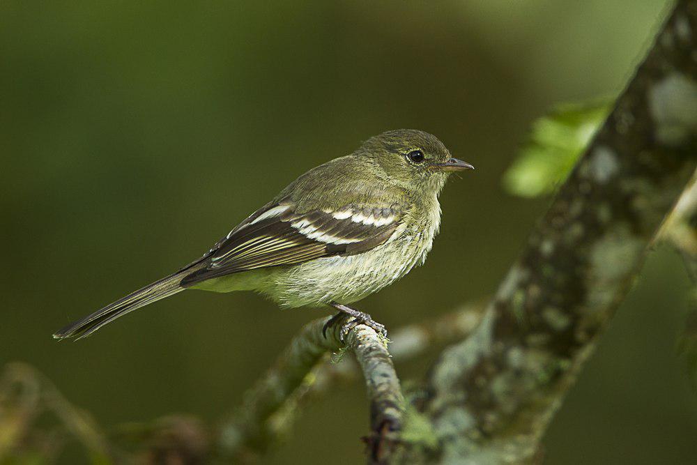 山拟霸鹟 / Mountain Elaenia / Elaenia frantzii