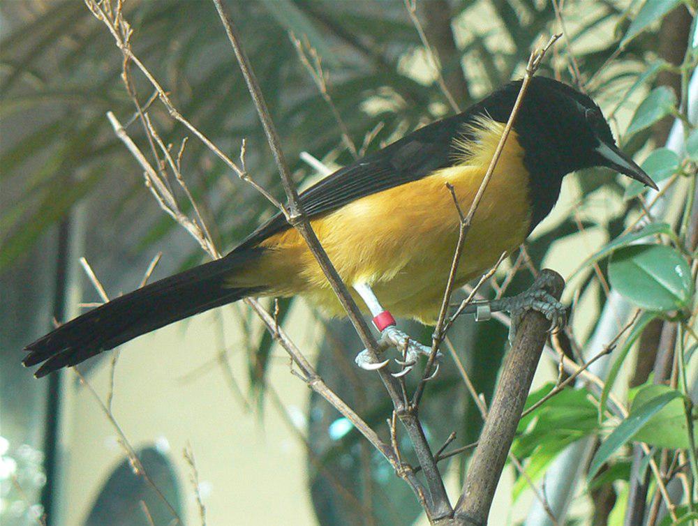 蒙岛拟鹂 / Montserrat Oriole / Icterus oberi