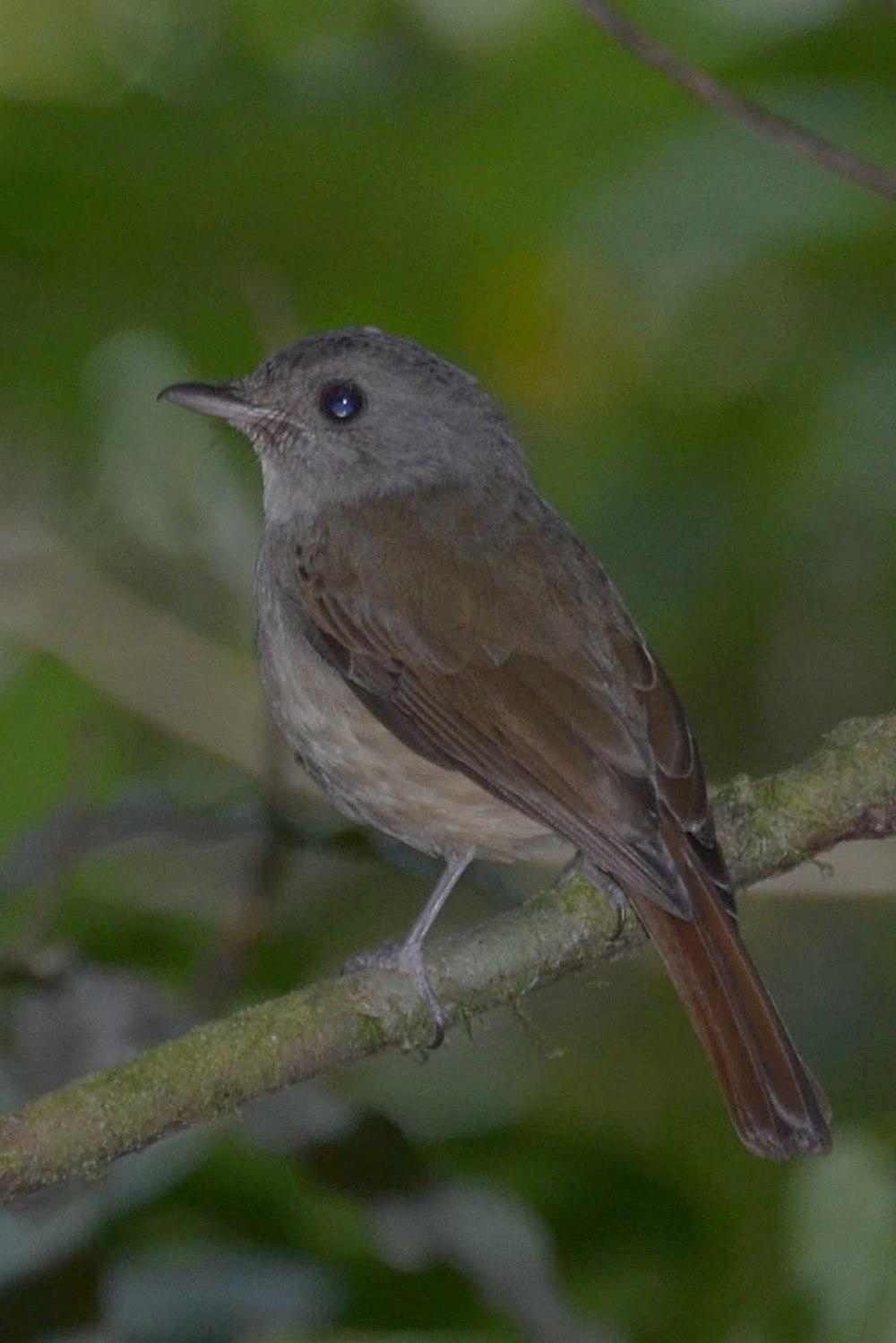 山氏仙鹟 / Matinan Blue Flycatcher / Cyornis sanfordi