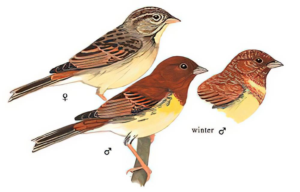 栗鹀 / Chestnut Bunting / Emberiza rutila