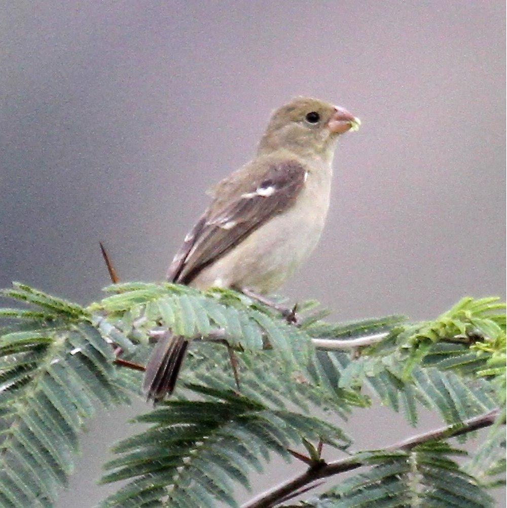 黄褐食籽雀 / Drab Seedeater / Sporophila simplex