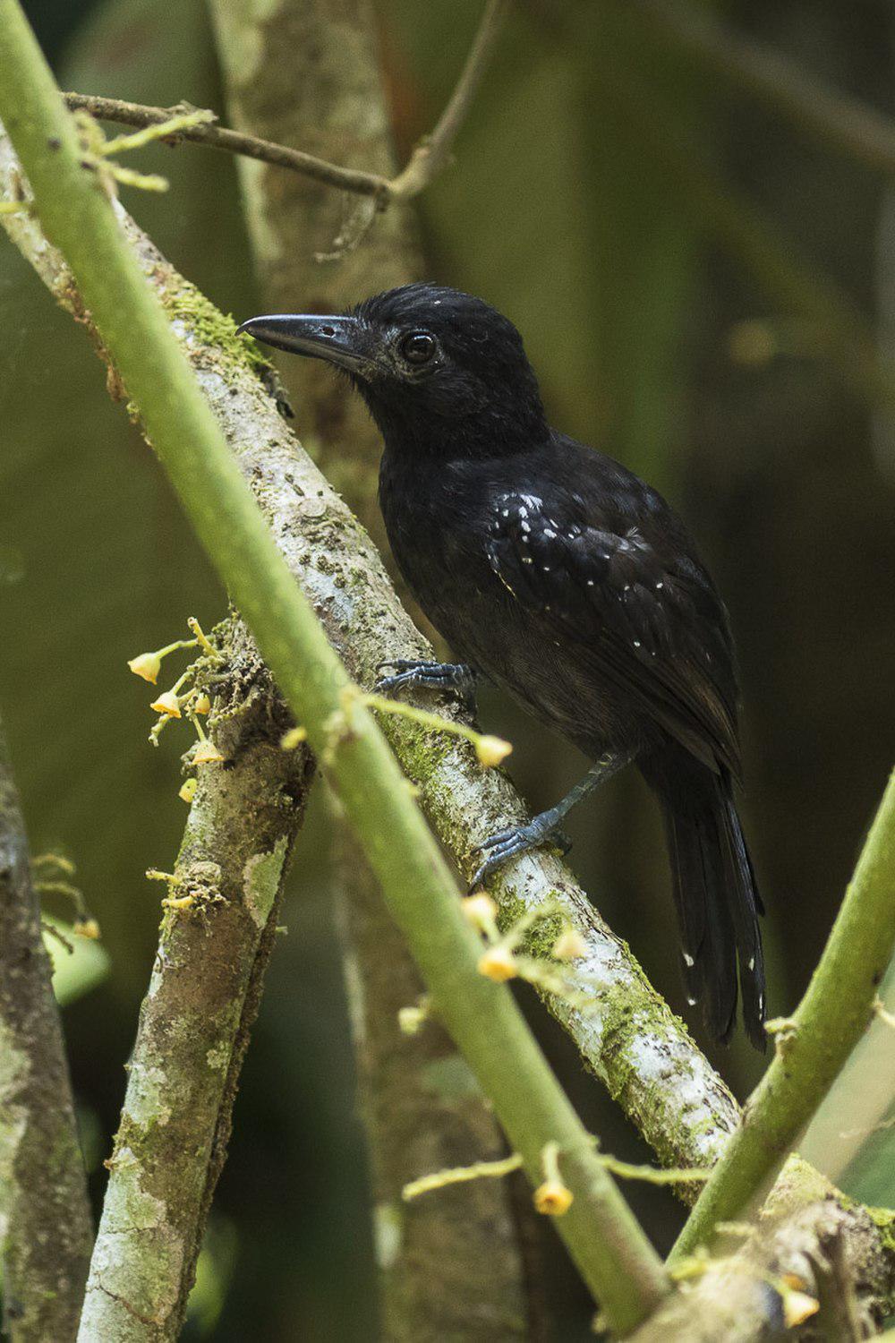 黑头蚁鵙 / Black-hooded Antshrike / Thamnophilus bridgesi