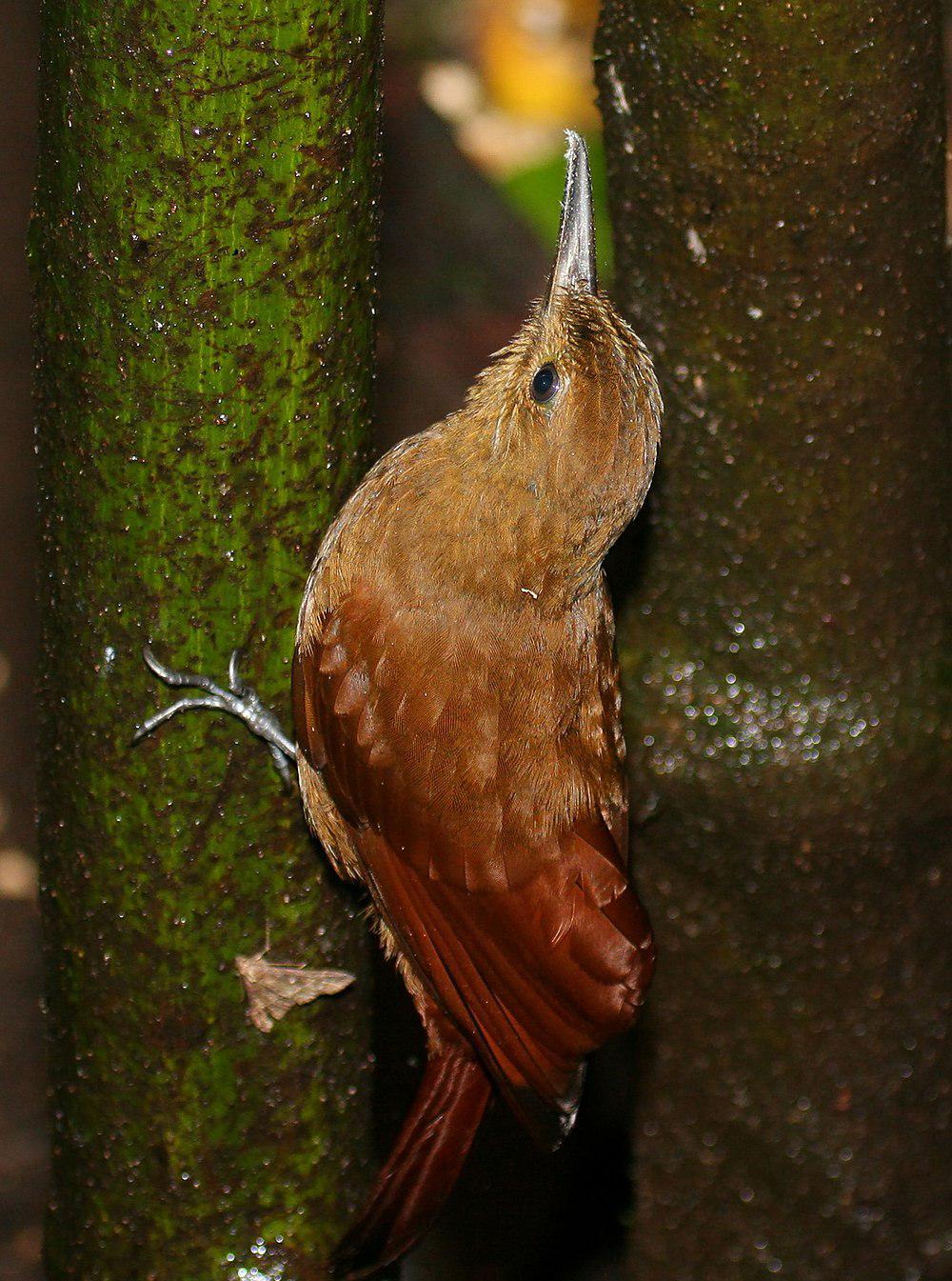 霸䴕雀 / Tyrannine Woodcreeper / Dendrocincla tyrannina