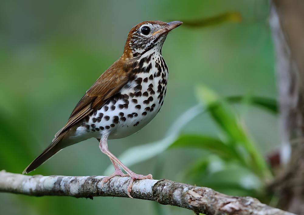 棕林鸫 / Wood Thrush / Hylocichla mustelina