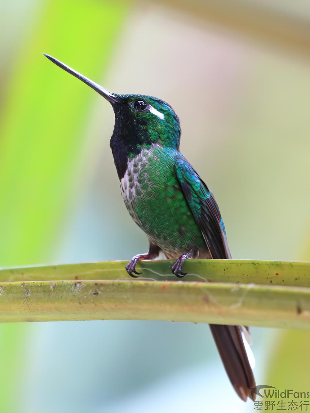 白尾梢蜂鸟 / Purple-bibbed Whitetip / Urosticte benjamini