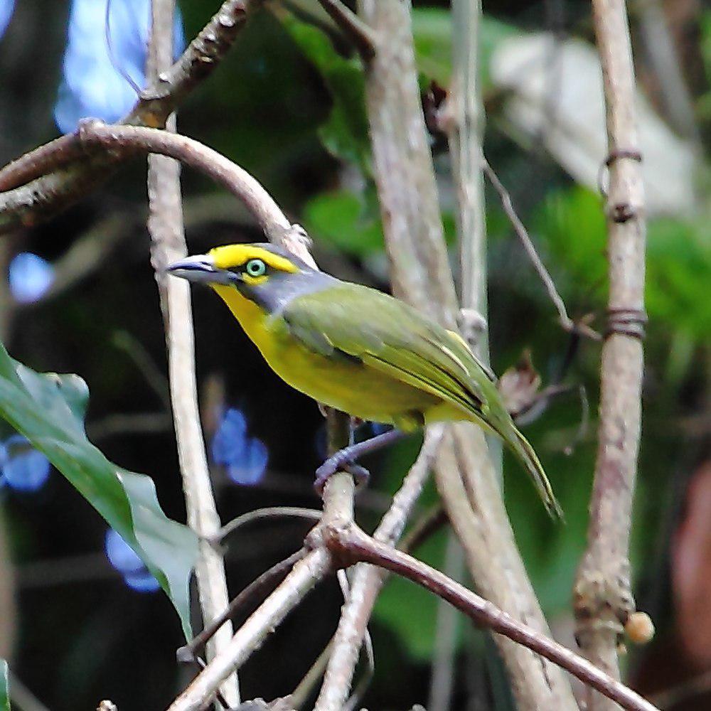 灰顶鵙雀 / Slaty-capped Shrike-Vireo / Vireolanius leucotis