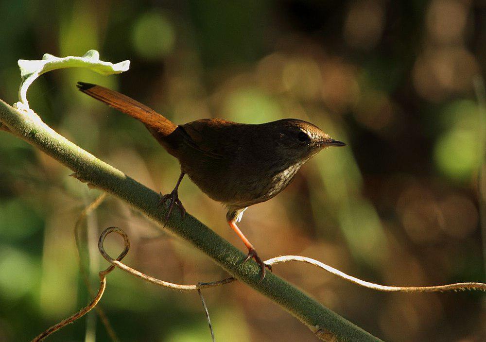 薮短翅莺 / Barratt\'s Warbler / Bradypterus barratti