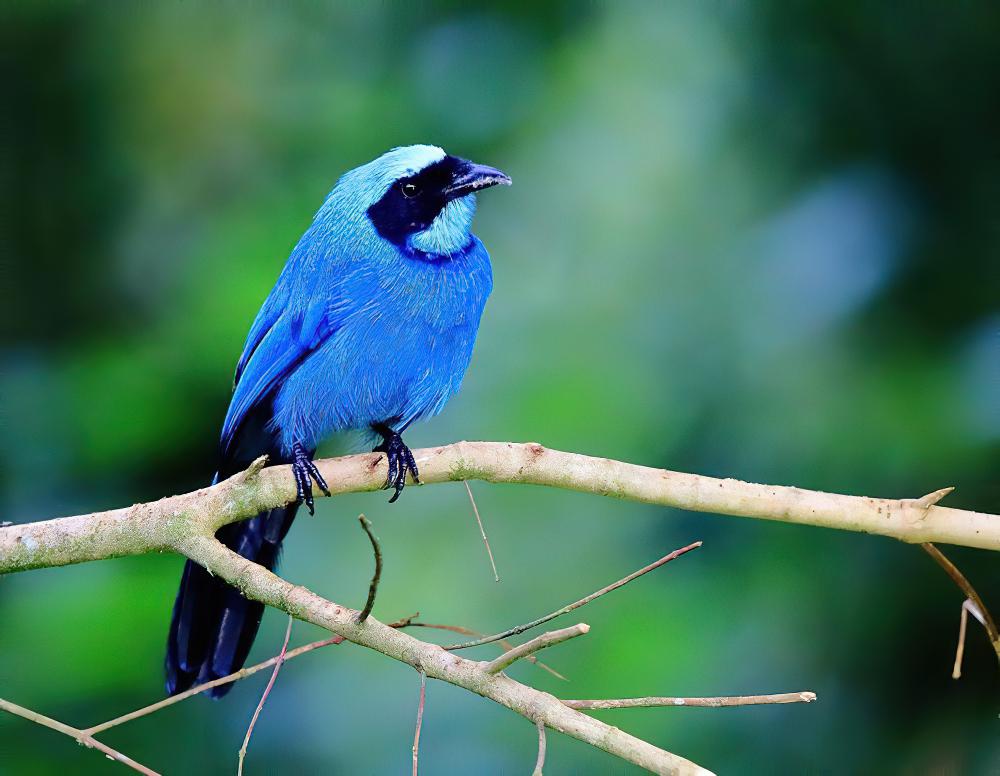 青绿蓝头鹊 / Turquoise Jay / Cyanolyca turcosa