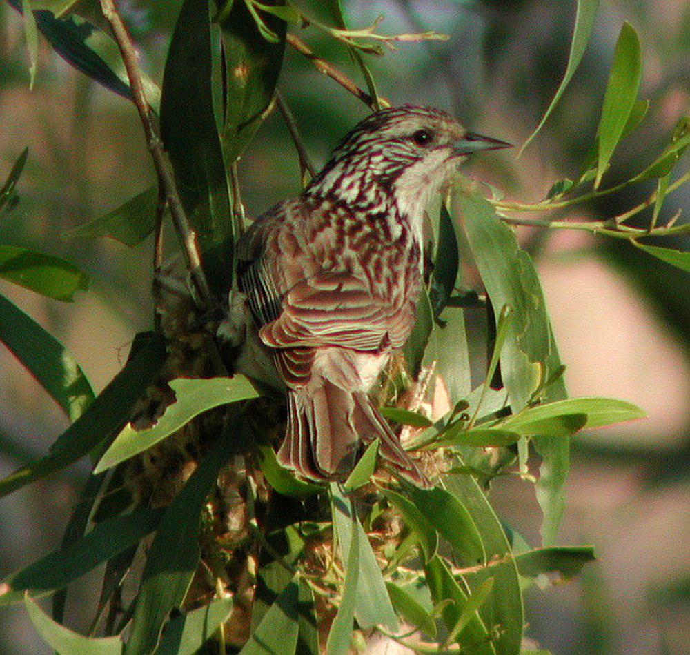 纵纹吸蜜鸟 / Striped Honeyeater / Plectorhyncha lanceolata