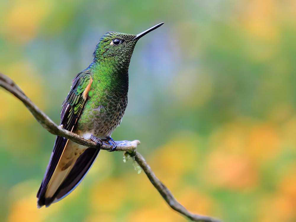 黄尾冕蜂鸟 / Buff-tailed Coronet / Boissonneaua flavescens