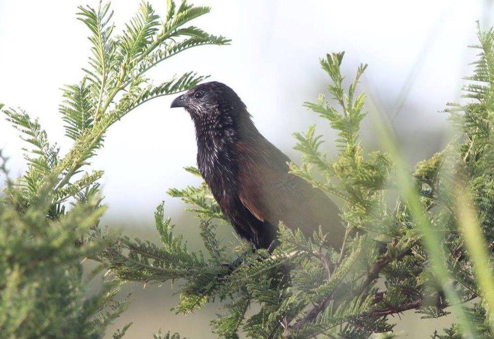 黑胸鸦鹃 / Black Coucal / Centropus grillii