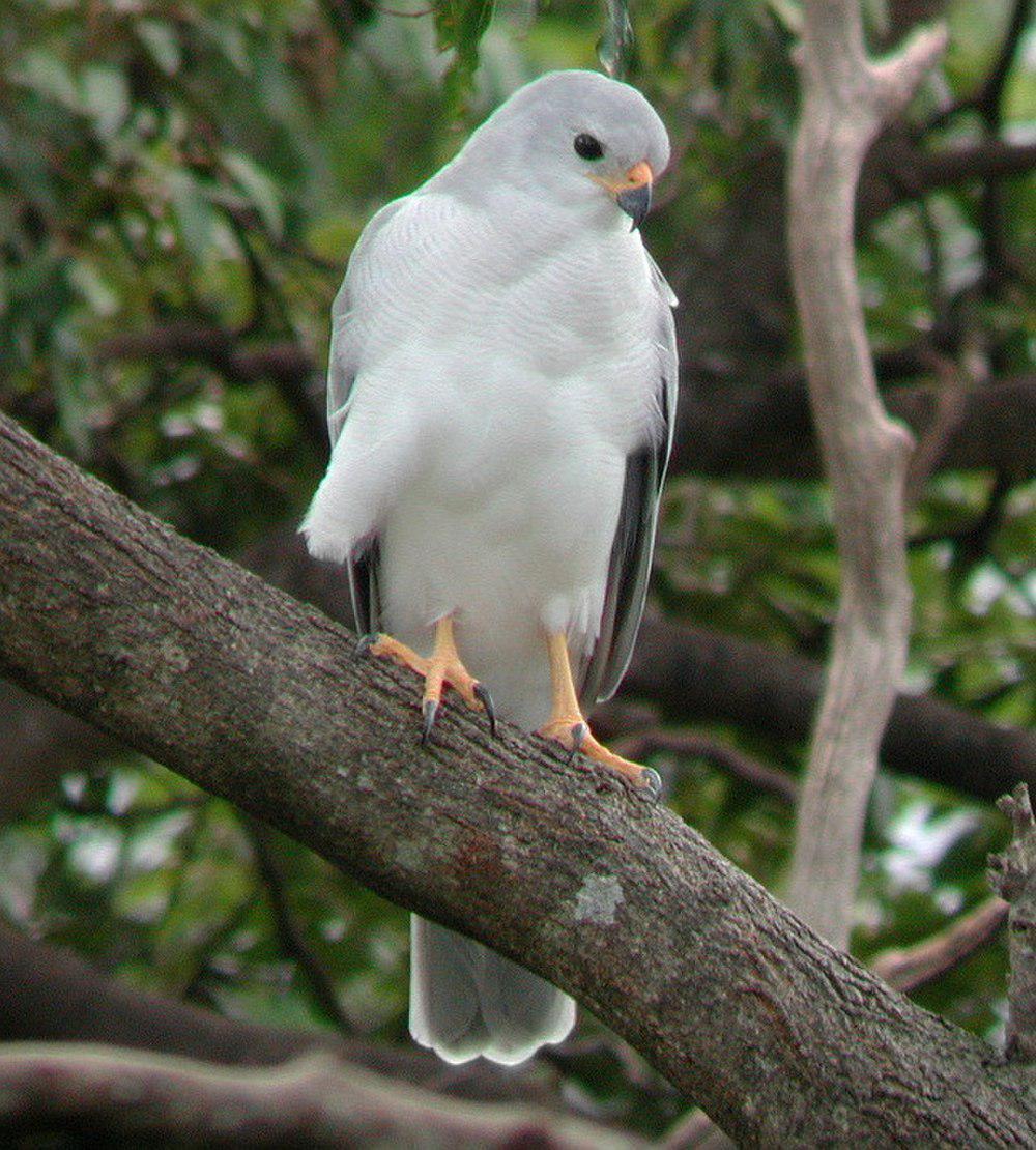 灰鹰 / Grey Goshawk / Accipiter novaehollandiae