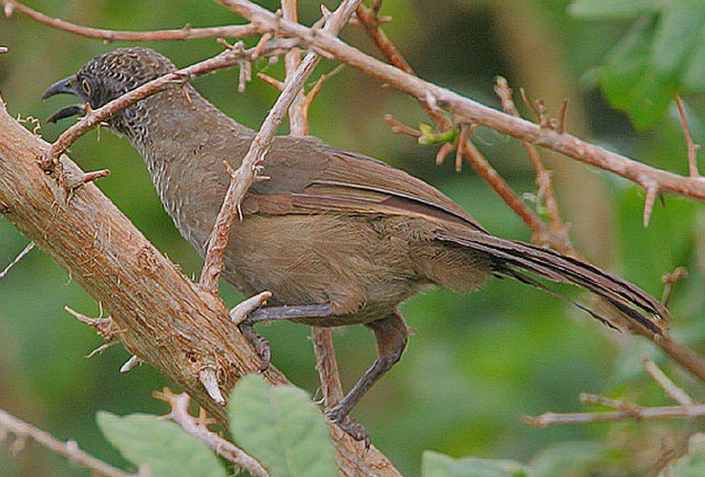 鳞羽鸫鹛 / Scaly Babbler / Turdoides squamulata