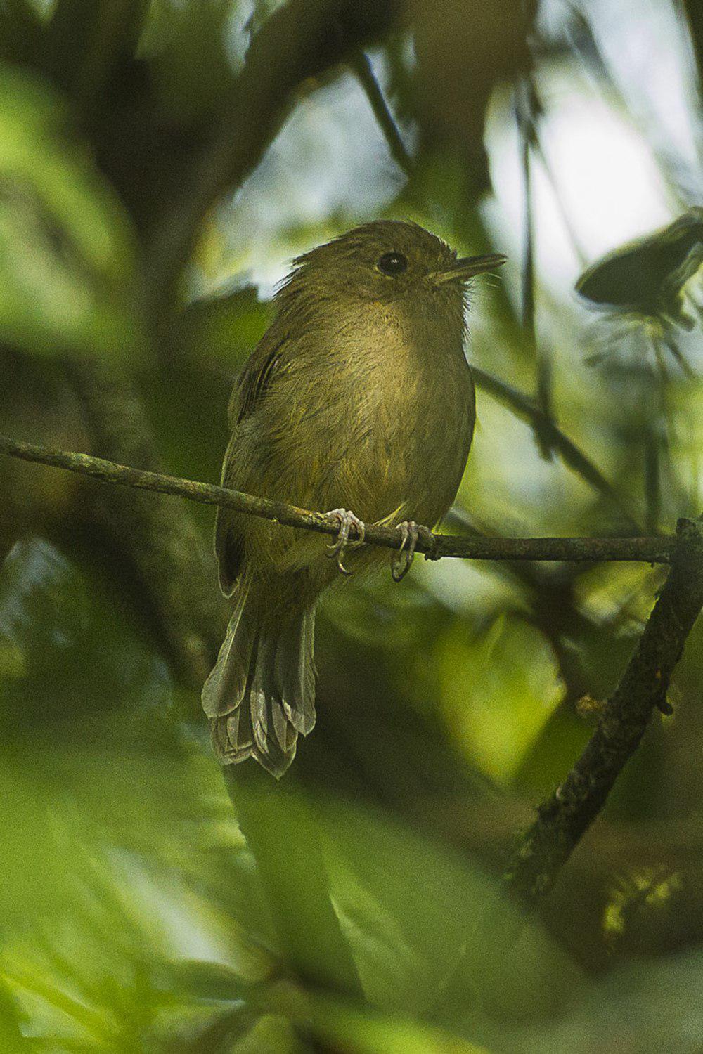 褐胸侏霸鹟 / Brown-breasted Bamboo Tyrant / Hemitriccus obsoletus