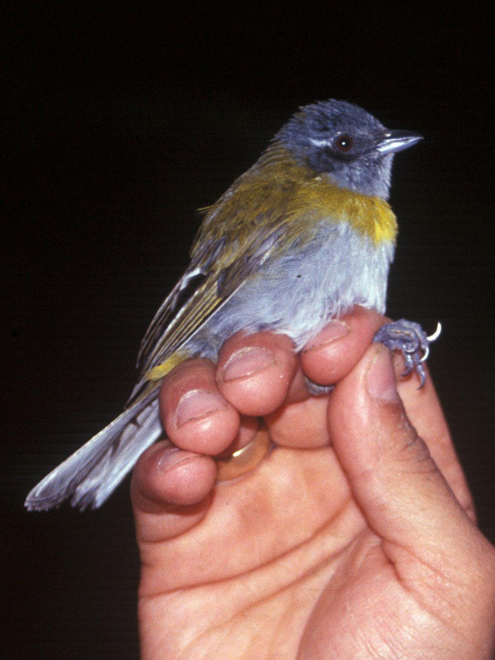 灰喉灌丛唐纳雀 / Ashy-throated Bush Tanager / Chlorospingus canigularis