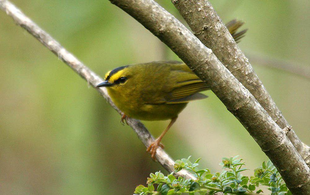 黑冠王森莺 / Black-crested Warbler / Myiothlypis nigrocristata