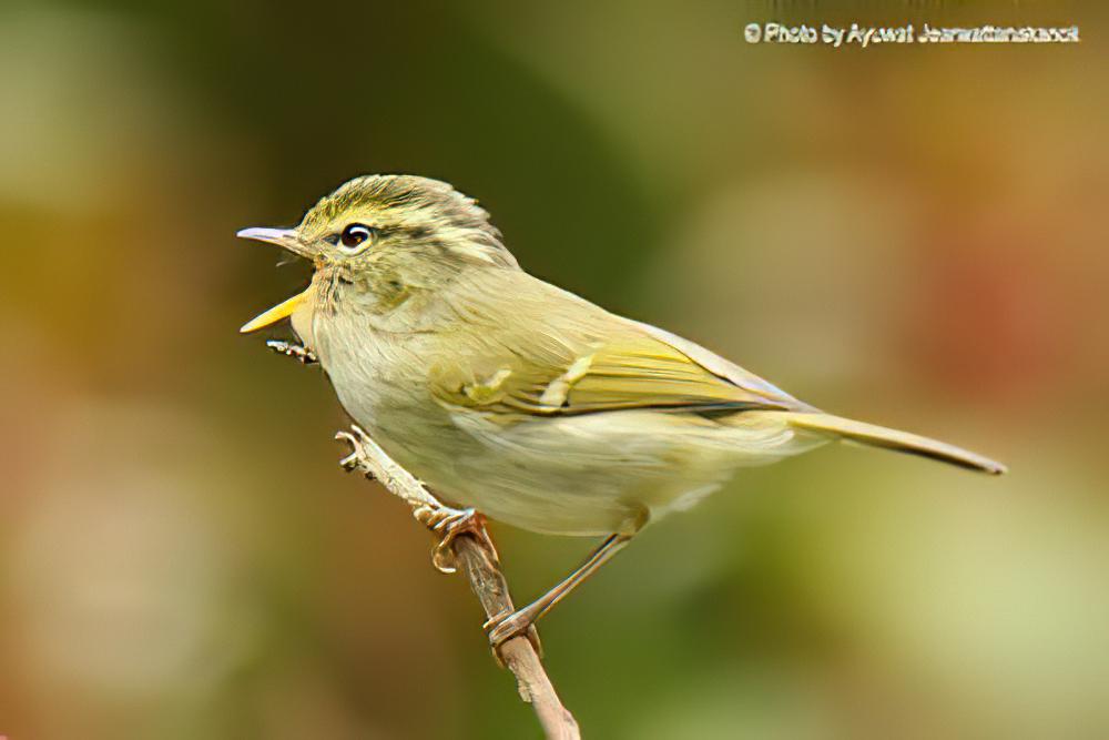 云南白斑尾柳莺 / Davison\'s Leaf Warbler / Phylloscopus intensior