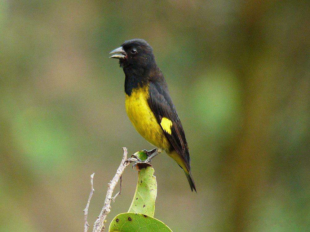 黄腹金翅雀 / Yellow-bellied Siskin / Spinus xanthogastrus