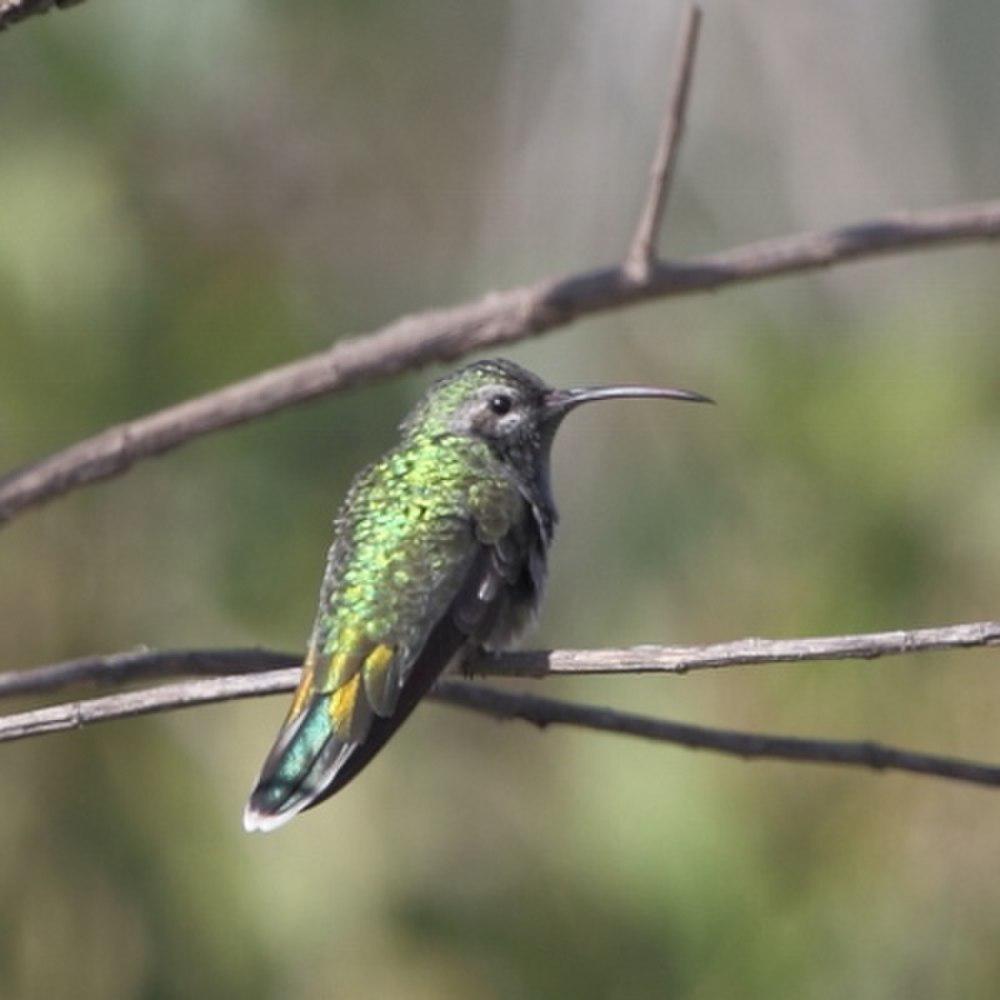 白尾金喉蜂鸟 / White-tailed Goldenthroat / Polytmus guainumbi