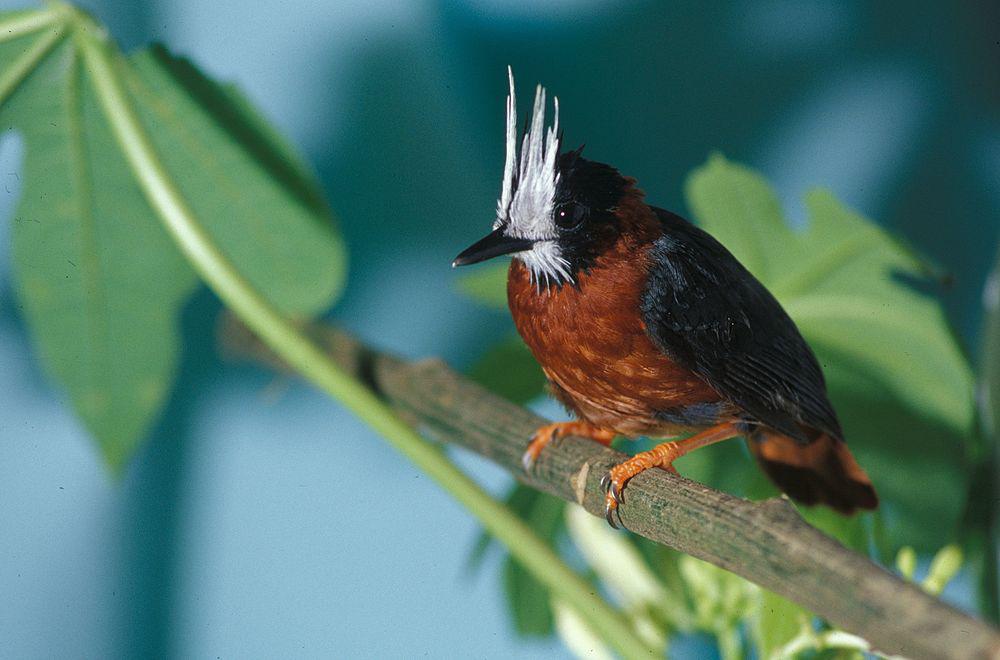 白羽蚁鸟 / White-plumed Antbird / Pithys albifrons