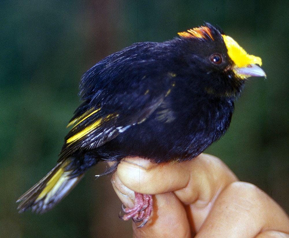 金翅娇鹟 / Golden-winged Manakin / Masius chrysopterus