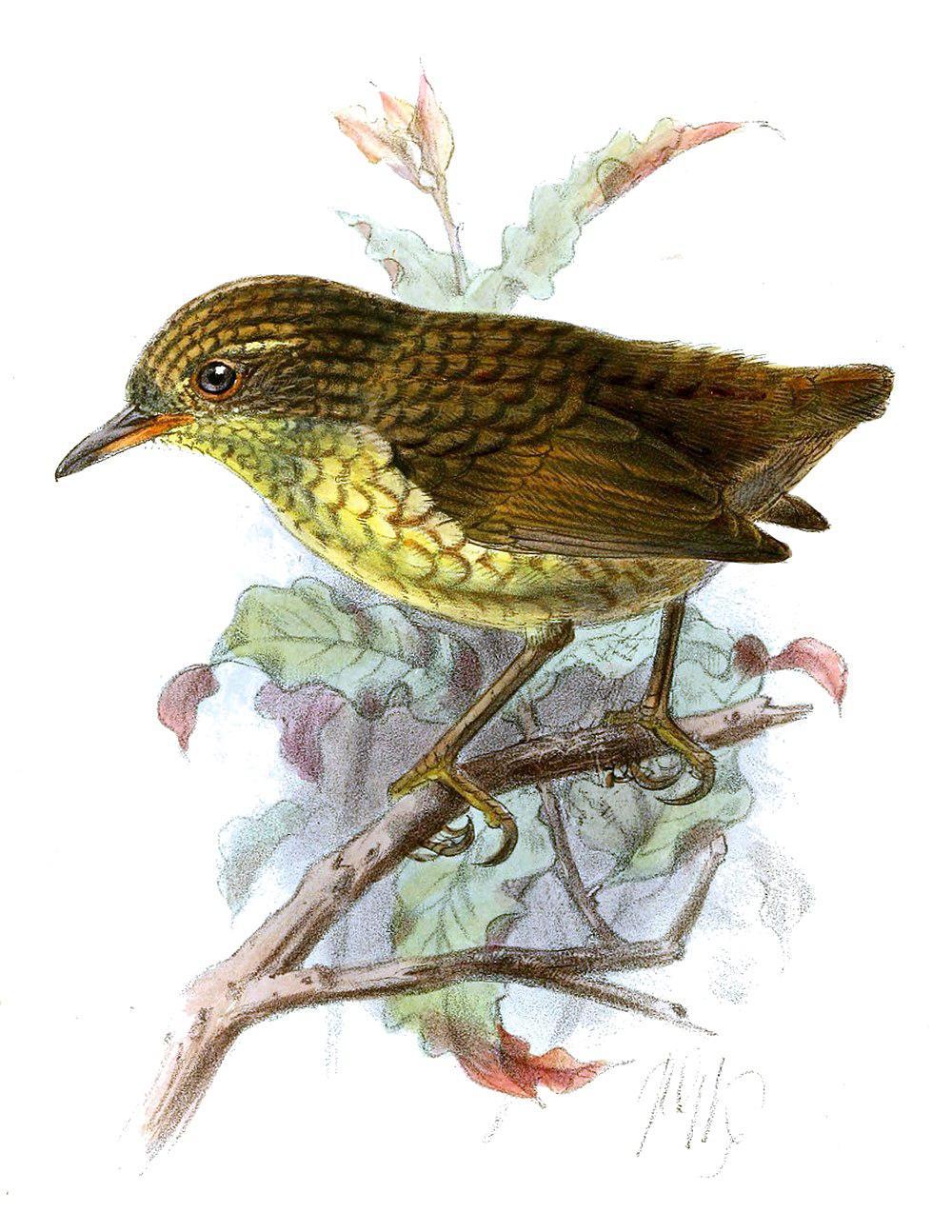 斯蒂芬岛异鹩 / Lyall\'s Wren / Traversia lyalli