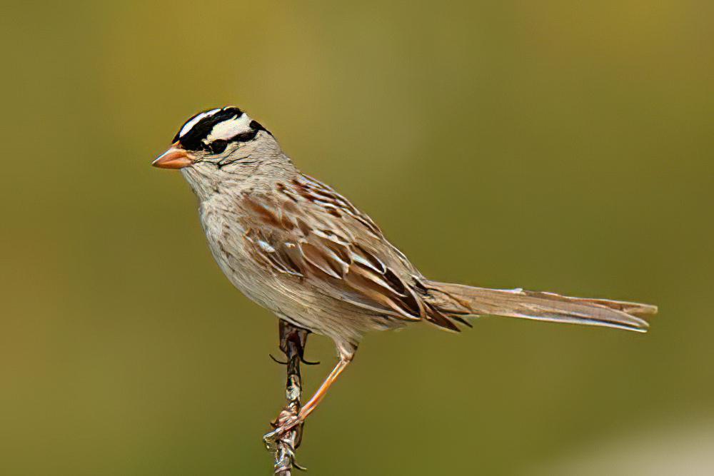 白冠带鹀 / White-crowned Sparrow / Zonotrichia leucophrys