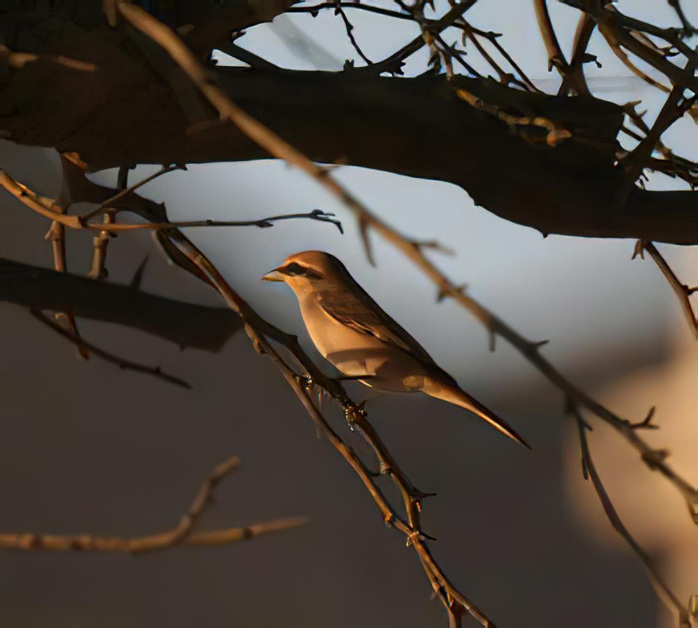 棕尾伯劳 / Red-tailed Shrike / Lanius phoenicuroides